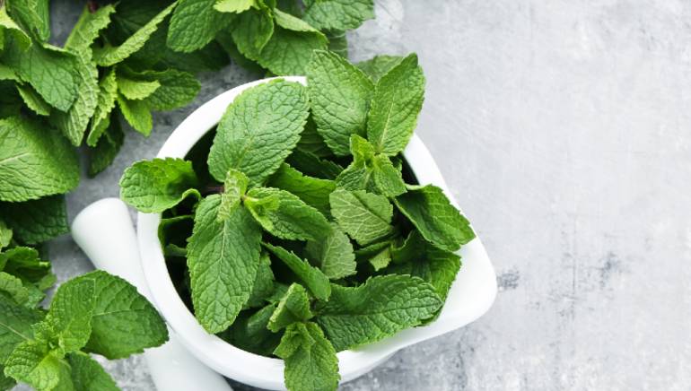 Herbs: 5 Health Benefits You Can Get From Them
