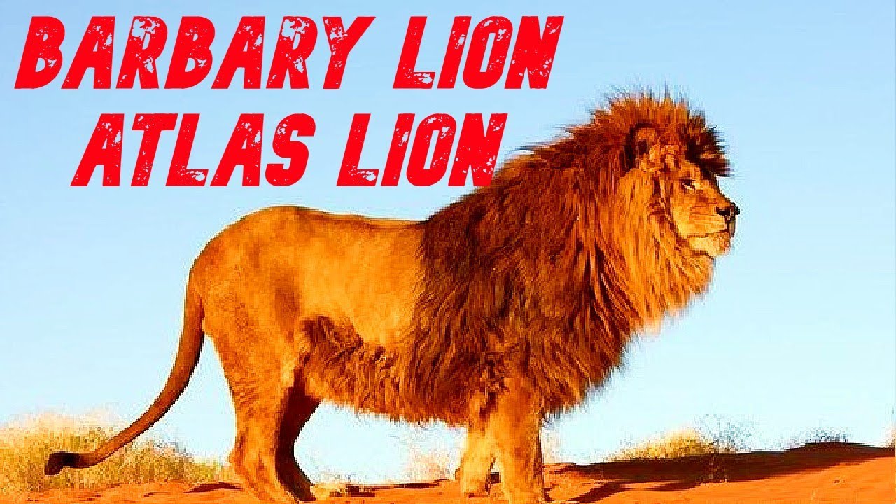 The Life Of Barbary Lion and Cecilla Lion